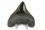 Posterior Megalodon Tooth - Polished Blade #130800-2